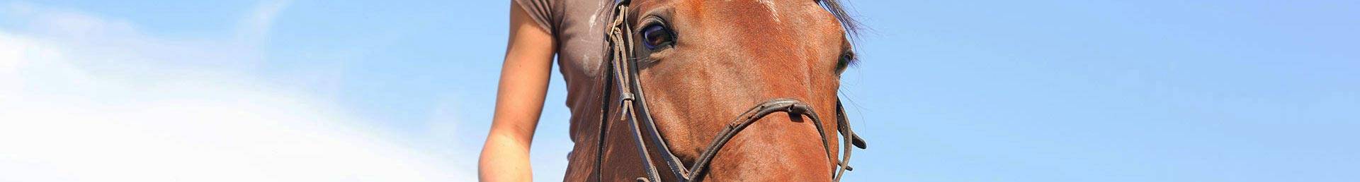 Équitation